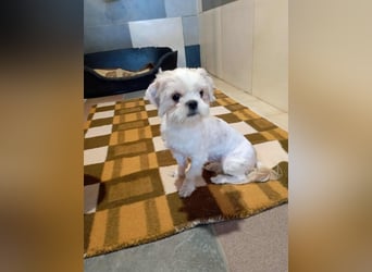 Chip 230885: Sucht ein Zuhause