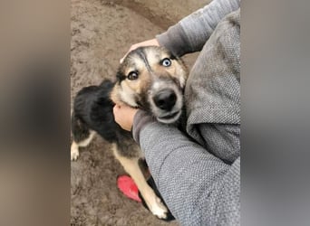Twyla, sanftes verspieltes Husky Mix Mädchen mit bezaubernden Augen