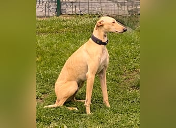 sanfter Galgo-Rüde Pantu (Tierschutz)