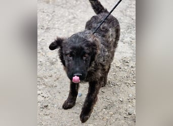Wunderschön gestromtes Hundekind *Yanu* sucht sein Zuhause für immer