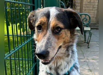 ♥LILLI♥ am 13.7. bei Tiere suchen ein Zuhause-so liebe, sanfte Seele mit dem besonderen Äußeren 55cm