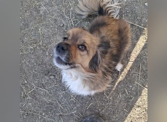 Benji, süßer Pekingnese-Mix sucht Traumzuhause