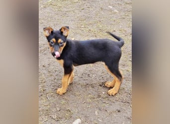 Dina sucht ein Zuhause!