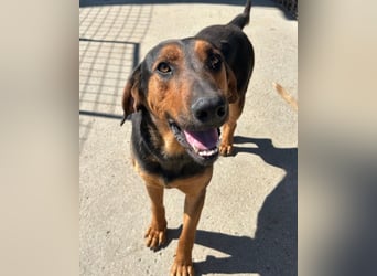 Levi ❤️ Bracke-Mix, verspielt+ aufgeschlossen