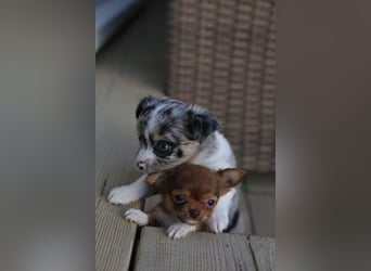 Supersüßes Mini Chihuahua Mädchen