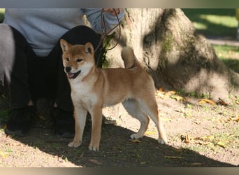 Shiba Inu beautiful puppies