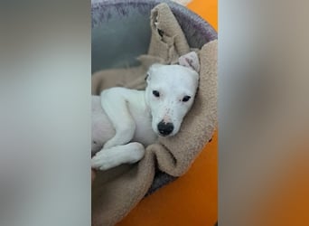Milka (Spanien) – liebevoll und menschenbezogen sucht ihr Zuhause