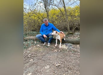 Nick, verspielt und aktiv