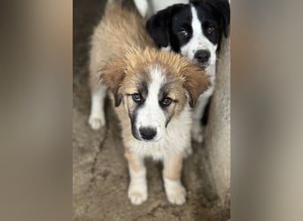 Zarina, geb. ca. 01/2025, lebt in GRIECHENLAND, im städt. Tierheim Serres