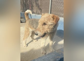 Fox, sucht seine Menschen