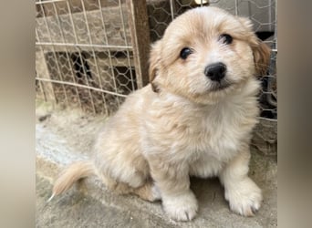 Sammy, geb. ca. 03/2025, lebt in GRIECHENLAND, auf einer privaten Pflegestelle