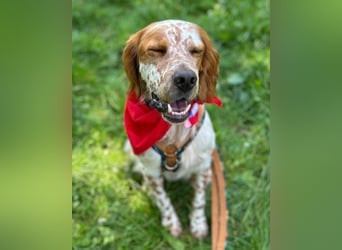 Lieber Setter ♥Luca♥ in 84513 Töging