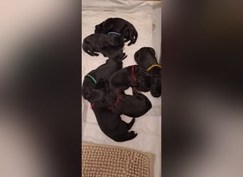 Riesenschnauzer schwarz Welpen des A-Wurf's am 02.07.25 gefallen