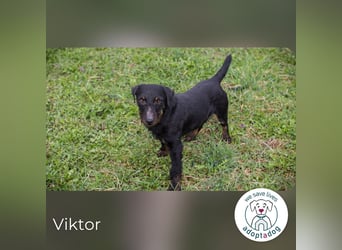Viktor: Hält das Tierheim kaum aus