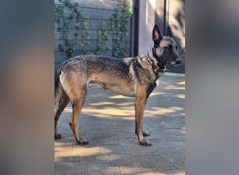 DINO - ich suche ein Zuhause bei konsequenten, hundeerfahrenen Menschen