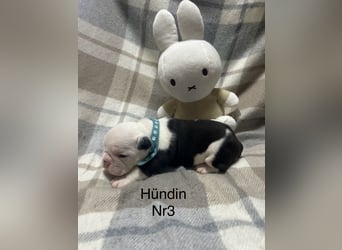 Englische Bulldoggen Welpen– 7 süße Mädels suchen bald ein Zuhause!