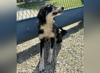 Boo möchte Liebe erfahren
