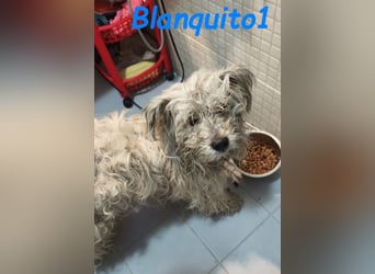 Blanquito1 03/2023 (ESP) - sanfter und liebevoller, kleiner Malteser-Mix!