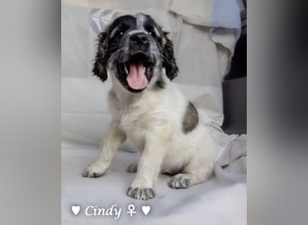 , Cindy und Carla suchen ab Mitte Juli ein Zuhause