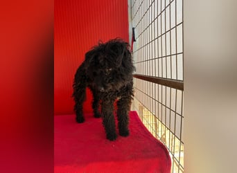 Casper, Puli-Pudel-Mix, Rüde, geb. am. 05.08.2024, 43 cm, 11 kg