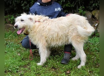 Gatsby - Der große Gatsby sucht seine Daisy