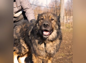 Freundlicher HAGRID-sanft, mit großen Herzen für Menschen will endlich raus aus dem Tierheim
