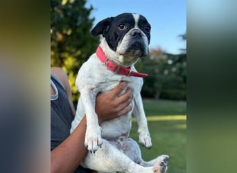 ROSI französische Bulldogge