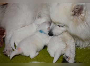 Japan Spitz Welpen verfügbar