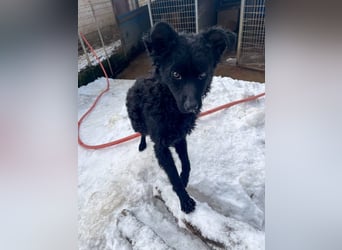 Freundlicher PANCHO ist ein liebevoller und allseits beliebter Traumhund