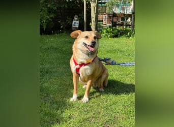 ♥ADELE♥ auf Pflegestelle bei Köln - süße kleine, noch etwas vorsichtige Hündin 41 cm