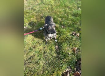 Lui - kleiner Hund mit großem Herz sucht 2te Chance