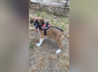 Choco sucht seine Familie