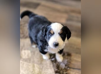 Mini Aussie Babys / Mini American Shepherds aus Liebevoller Aufzucht