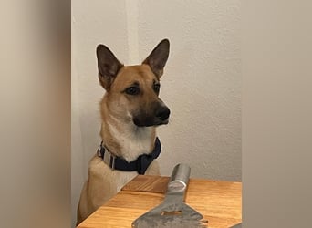 Mica, 3 Jahre, sucht ein neues Zuhause