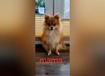 Pomeranian Spitz