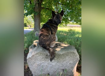liebe Alice in 8048 Zürich sucht ihr Zuhause für Immer
