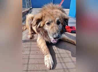 Honey, zurückhaltender Sanfter Collie Mix sucht ruhiges Zuhause