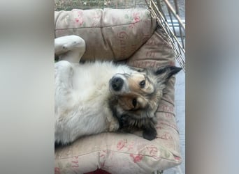 Süße Melindi sucht ihr eigenes Körbchen