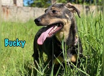 Bucky geb. 12/2021 - lustiger, aktiver und verspielter Outdoor-Begleiter!