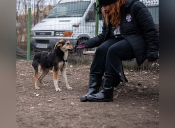 OKRA-zarte Seele mit großem Herzen sucht mit großer Freundlichkeit und Offenheit i.Platz für´s Leben