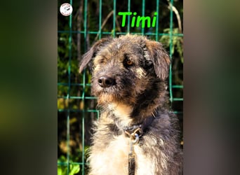 Timi 09/2023 (ESP) - aufgeschlossener und liebevoller, freundlicher Drahthaar-Mix!