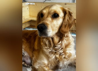 Golden Retriever Welpen mit Ahnentafel