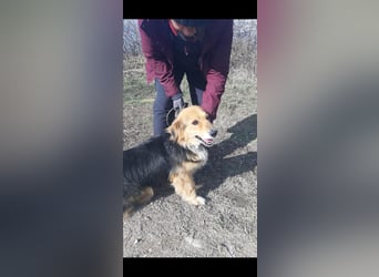 Betti VA- liebevolle Gefährtin sucht ein warmes Plätzchen