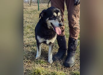 Nala, geb. 19.04.2021, 57cm, wünscht sich eine liebevolle Familie