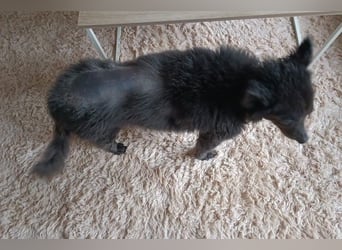 Teddy sucht ihr Happy End (56357 Pohl)