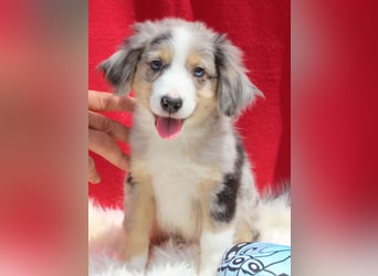 Super schöne Miniature Australian Shepherd Schmusebärchen aus liebevoller Hausaufzucht .