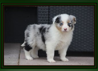 Australian Shepherd - Traumwelpen -KEINE Arbeitslinie-aus langjähriger Familienaufzucht.