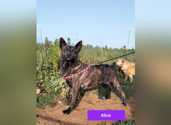 liebe Alice sucht sein kuscheliges Zuhause