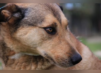 Kaleb, Mix Labrador / Rafeiro Alentejano, lieb und sozial