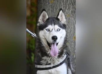 Maja SI – Liebevolle Husky-Dame sucht sportliches Zuhause